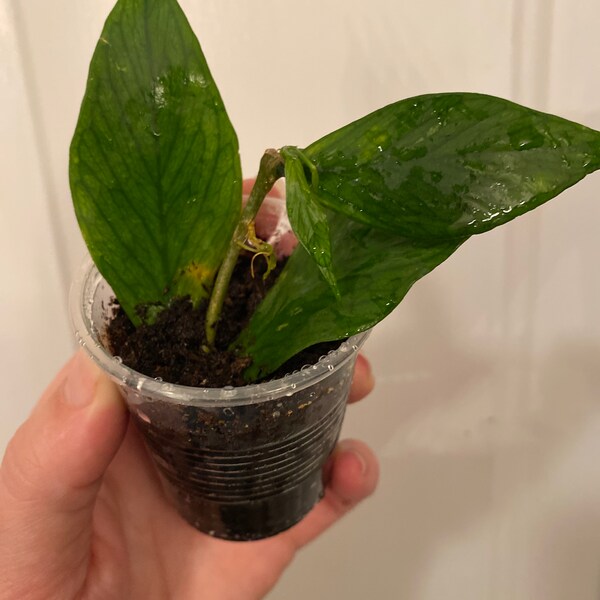 Hoya polyneura