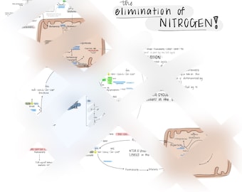 Nitrogen Fixation/Elimination reaction diagram + notes