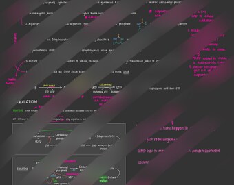 Notes sur la biosynthèse/dégradation de la pyrimidine et de la purine