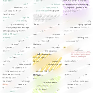 Amino Acid Metabolism Notes