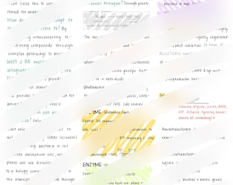 Notes sur le métabolisme des acides aminés