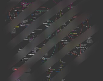 Biosynthèse et dégradation des acides nucléiques ÉNORME diagramme de réaction