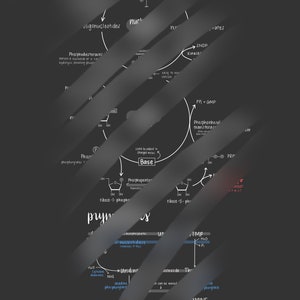 核酸回収反応図