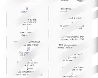 Notes et diagramme de biosynthèse des acides gras + TAG