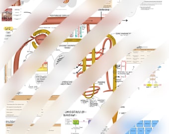 Notes et diagrammes rénaux (révision)