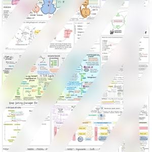 Krebs/Electron Transport Chain cheat sheet
