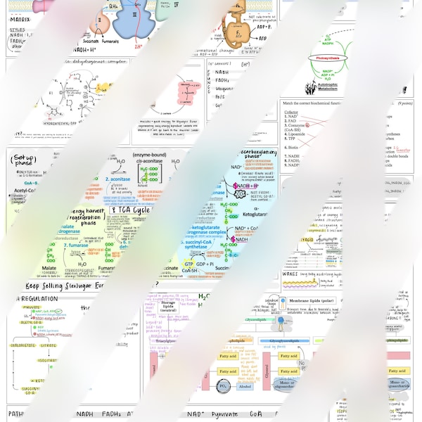 Krebs/Electron Transport Chain cheat sheet