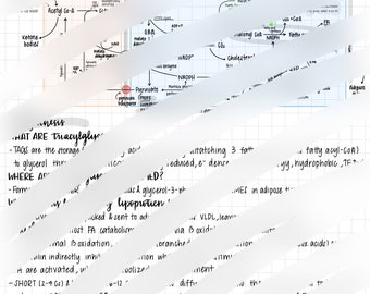 Notes de biosynthèse lipidique avec diagramme de réaction