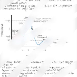 Könnte beinhalten: Ein handgezeichnetes Diagramm, das das Aktionspotenzial eines Neurons veranschaulicht. Das Diagramm zeigt die Spannungsänderungen über die Zeit, mit Beschriftungen für Depolarisation, Überschwingen, relative Refraktärphase und Ruhe. Das Diagramm enthält auch Text, der den Prozess der Erzeugung und Ausbreitung des Aktionspotenzials erklärt.