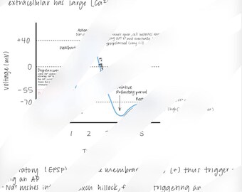 Fiche d'étude du potentiel d'action