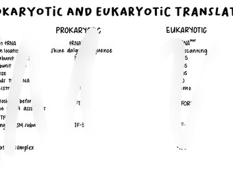 Comparaison des traductions procaryotes et eucaryotes
