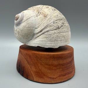 May include: A large, textured, off-white sea snail shell with a spiral apex, resting securely on a cylindrical, polished wooden base with visible grain patterns and a warm, reddish-brown hue, showcasing natural organic shapes and textures.
