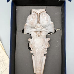 May include: A light brown, textured anatomical model of a human brain stem and cerebellum, featuring two large rounded lobes at the top and a tapered lower section. The model is securely housed within a dark blue, foam-lined presentation box.