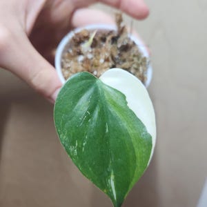 tiger succulent plant Tiger Jaw Succulent, Faucaria tigrina, Succulent, cactus, live plant
