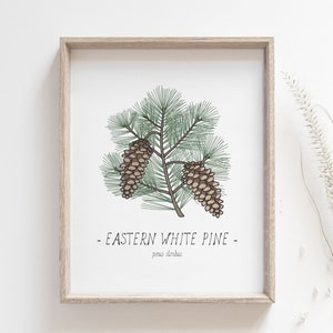 Impression de pin blanc - Affiche de pomme de pin, dessin botanique, décoration de forêt, nature, impression de biologie, art mural de forêt, décoration de cottage, impression postale