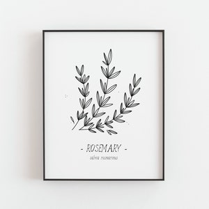 Rosemary print Kitchen herbs poster, Culinary herbs, Kitchen decor, Black and white art, Simple line art, Home decor art, DIGITAL DOWNLOAD image 2