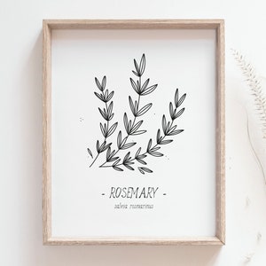 Rosemary print Kitchen herbs poster, Culinary herbs, Kitchen decor, Black and white art, Simple line art, Home decor art, DIGITAL DOWNLOAD image 1