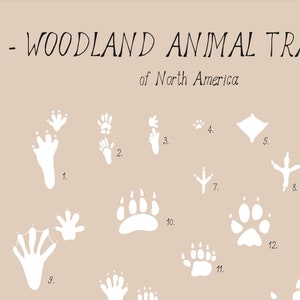 Animal tracks print Woodland animals paw prints poster, Wilderness track guide, Woodland wall art, Educational poster, DIGITAL DOWNLOAD image 6