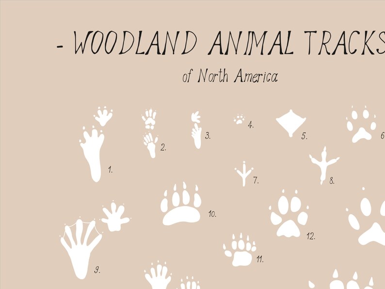 Animal tracks print Woodland animals paw prints poster, Wilderness track guide, Woodland wall art, Educational poster, DIGITAL DOWNLOAD image 6