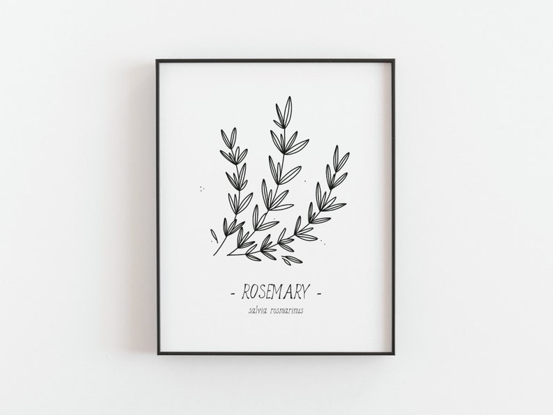 Rosemary print Kitchen herbs poster, Culinary herbs, Kitchen decor, Black and white art, Simple line art, Home decor art, DIGITAL DOWNLOAD image 2