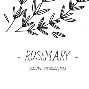 Rosemary print Kitchen herbs poster, Culinary herbs, Kitchen decor, Black and white art, Simple line art, Home decor art, DIGITAL DOWNLOAD image 4