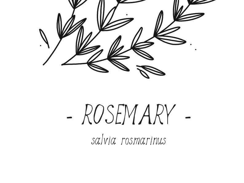 Rosemary print Kitchen herbs poster, Culinary herbs, Kitchen decor, Black and white art, Simple line art, Home decor art, DIGITAL DOWNLOAD image 4