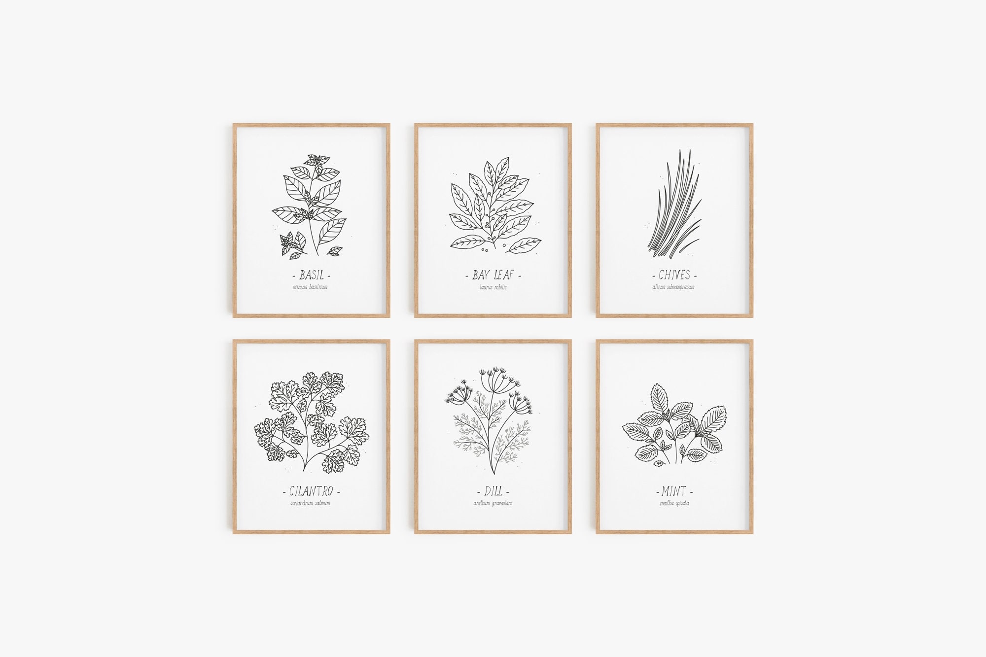 Kitchen Herbs Print Set - Set of 12, Culinary Herbs Poster Set, Kitchen ...