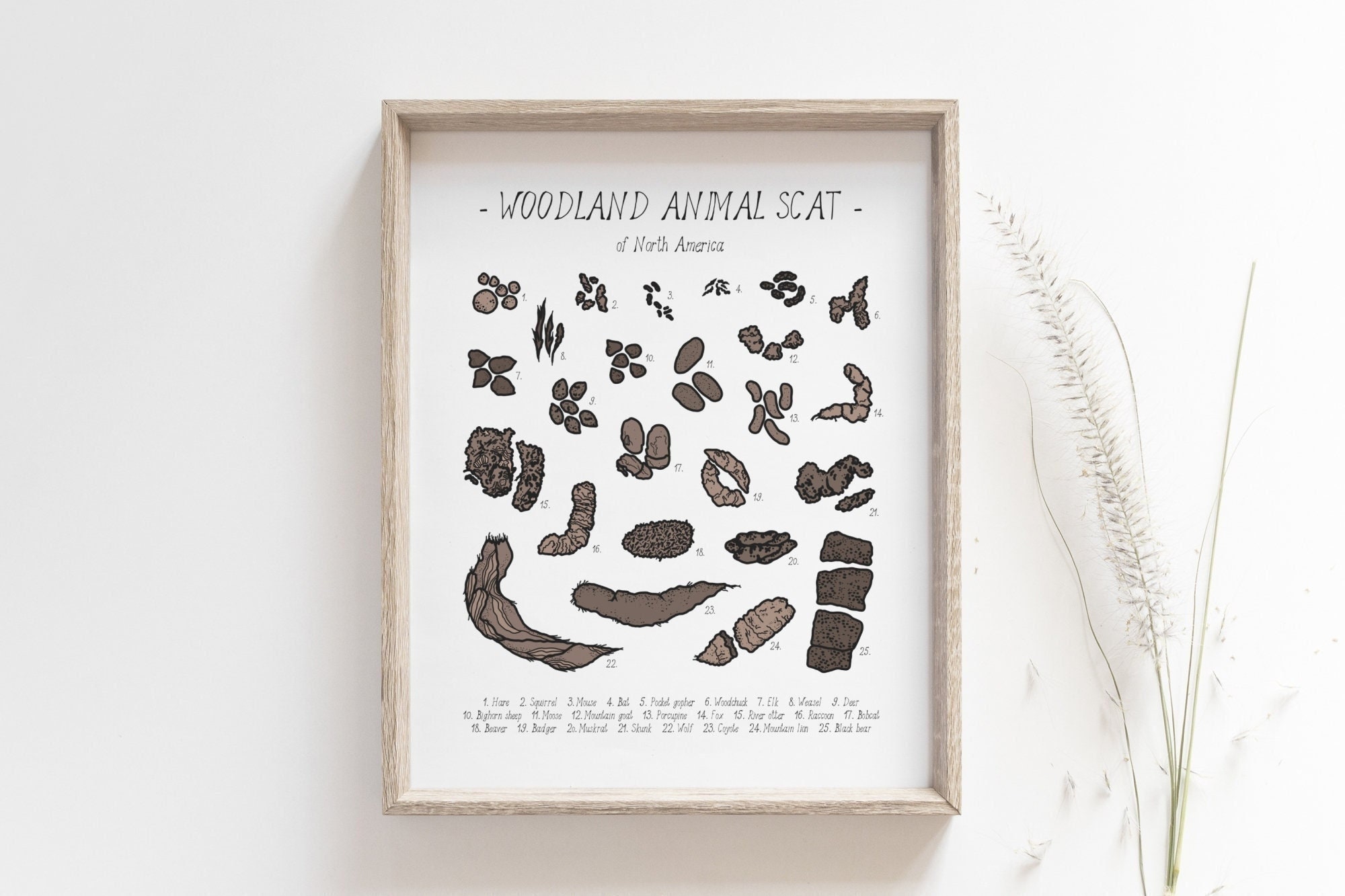 Kot Druck - Waldtier Kot Poster, Waldtier Kot Karte, DIGITAL DOWNLOAD, Waldtier Kot Karte, Waldland Tier Kot Karte, Waldtier Kot Druck, Waldtier Kot Druck