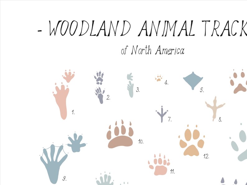 Animal Tracks Print - North America Woodland Animals Paw Prints Poster ...