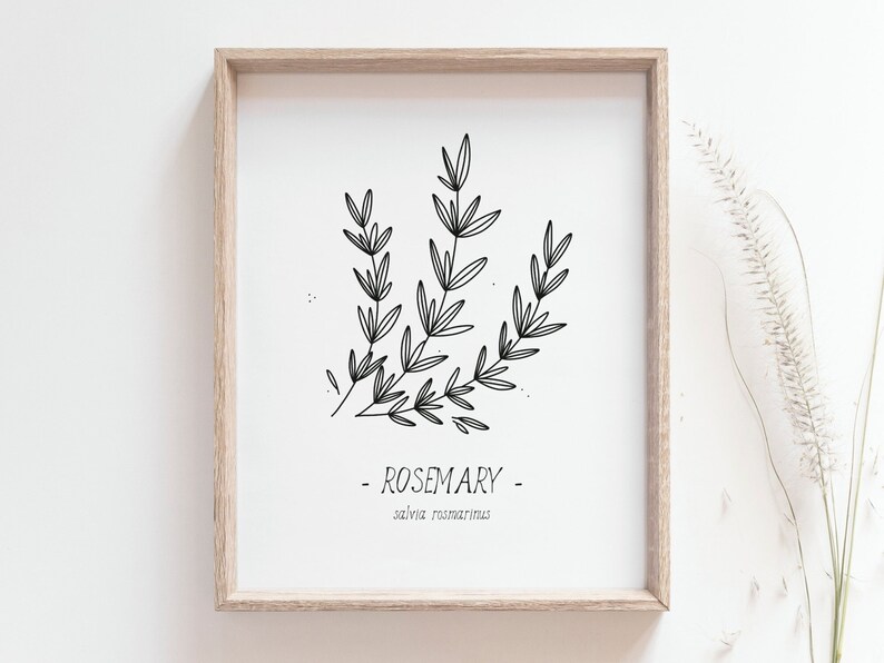 Rosemary print Kitchen herbs poster, Culinary herbs, Kitchen decor, Black and white art, Simple line art, Home decor art, DIGITAL DOWNLOAD image 1