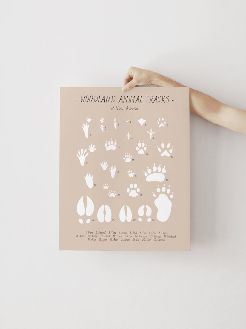 Animal tracks print Woodland animals paw prints poster, Wilderness track guide, Woodland wall art, Educational poster, DIGITAL DOWNLOAD image 5