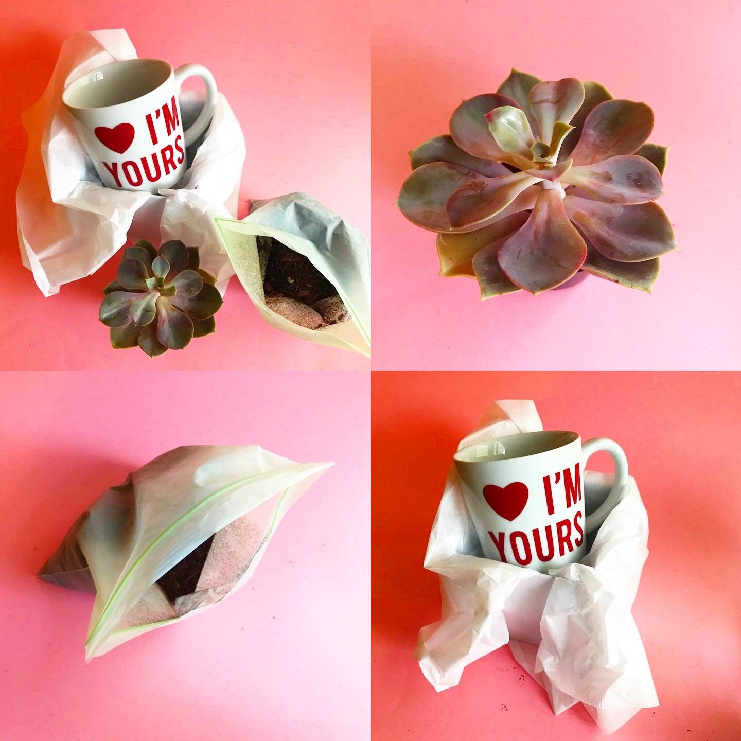 Im yours Gift box plant kit succulent included Etsy