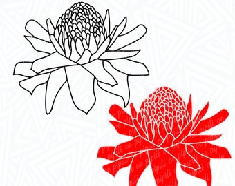 laniTUTUVI Torch Ginger ボルケーノ Amazon.com : It Blooms Torch Ginger Plant Rhizome 5pc / Wild