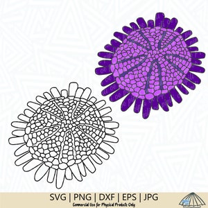 May include: A purple and pink sea urchin with a detailed, textured design. A black and white outline of the sea urchin is also included.