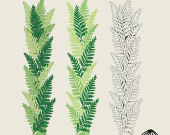 Palapalai Lei Section Svg - Lace Fern SVG - Plant SVG - Fern SVG - Digital Download - Hawaii Plant Svg - Hawaiian Svg - Tropical Plant Svg
