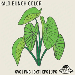 Kalo Bunch SVG - Planta de Taro SVG - Planta de Hawái SVG - Descarga digital - Planta de Kalo Png - Borde de la planta de Taro Dxf - Kalo Clip Art - Planta de Hawái