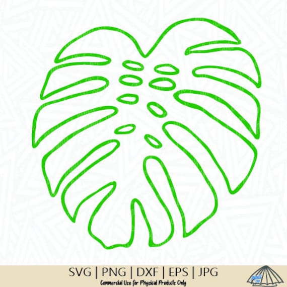 monstera duet Monstera Deliciosa Split Leaf Philodendron