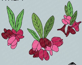 Aalii Pflanze SVG - Hawaiianische Pflanze SVG - Hawaii SVG-Designs - Lasergravur - Kranz SVG - Hawaiische Blume SVG - Hawaiianische Blume SVG