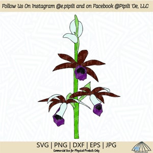 Nun Orchid SVG - Orchid SVG - Hawaii Orchid SVG - Digital Download - Orchid Clip Art - Orchid Cut File - Hawaii Orchid Png - Orchid Dxf