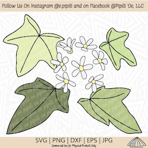 May include: A digital illustration of a cluster of white flowers with yellow centers surrounded by green leaves. The leaves are outlined in black and have a light green fill. The flowers are outlined in black and have a white fill. The background is white.