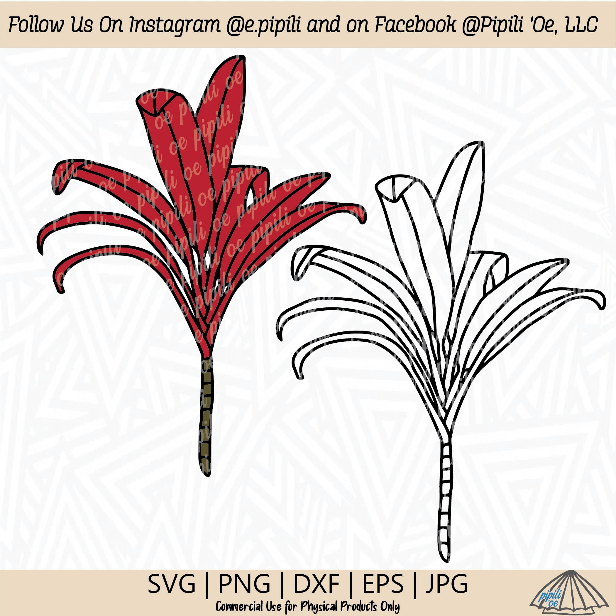 【新種記載中】T. aff. xiphioides T'S TROPICALS New 2025 Triumph Trident 660 | Specs, Photos, Price | For Sale in