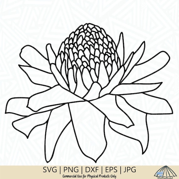 laniTUTUVI Torch Ginger ボルケーノ Amazon.com: Generic Ignitus Red Nova Torch: Home & Kitchen