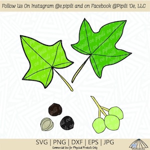 Puede incluir: Una ilustración digital de una hoja verde de cinco puntas, un racimo de tres bayas verdes y tres semillas marrones. La imagen es para uso comercial para productos físicos únicamente.