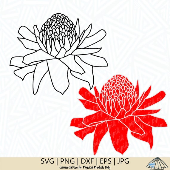 laniTUTUVI Torch Ginger ボルケーノ Torch Ginger Phaemeria Magnifica, Florida | eBay