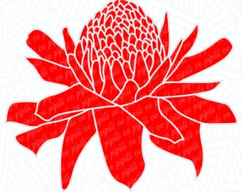 laniTUTUVI Torch Ginger ボルケーノ Amazon.com : It Blooms Torch Ginger Plant Rhizome 5pc / Wild