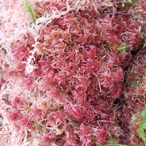 Fresh Sphagnum Moss Live Natural Sphagnum Moss. Issuing Plant Passports!!