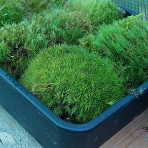 PRICES DOWN 25%!Live Moss, 10 Types,Terrarium,Bonsai,Garden, Lawn. Buy 2 get 1 Freebie.Dicranum, Carpet, Cushion, Issuing Plant Passports!!