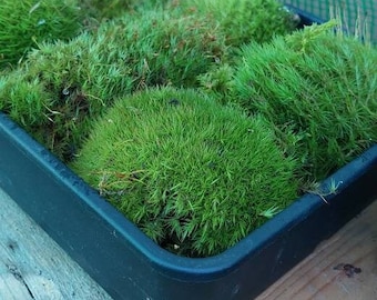 PRICES DOWN 25%!Live Moss, 10 Types,Terrarium,Bonsai,Garden, Lawn. Buy 2 get 1 Freebie.Dicranum, Carpet, Cushion, Issuing Plant Passports!!