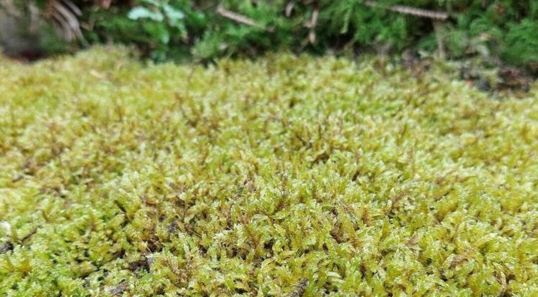Moss Lawns Live Moss Carpet Hypnum Mix Cushion Tamarisk Etsy UK