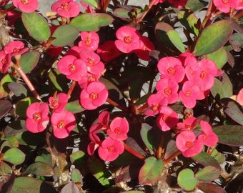 Dwarf Rosey Crown of Thorns Hybrid, 2"